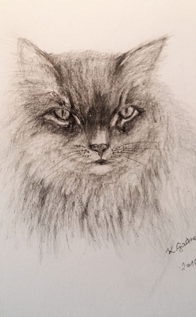 Katze, Bleistift 40x30 cm