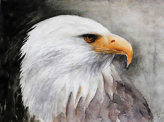 Weisskopfadler, Aquarell 30x40 cm